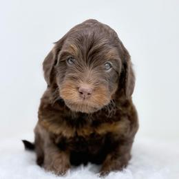 Ted - male Golden Mountain Doodle puppy in Fleming, Colorado from Vandenbark Doodles