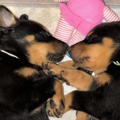 Beauceron Puppies from Shepherd's Heart Beaucerons