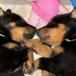 Beauceron Puppies from Shepherd's Heart Beaucerons