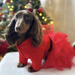 Norma - Dachshund