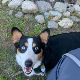 Pembroke Welsh Corgis from Central Valley kennel