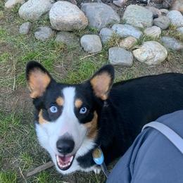 Pembroke Welsh Corgis from Central Valley kennel