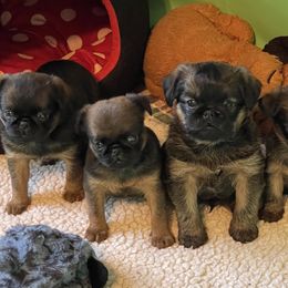 Brussels Griffon and Rottweiler Puppies from Bernkastel Rottweilers & Brussels Griffon