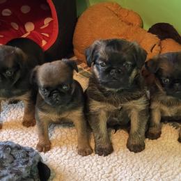 Brussels Griffon and Rottweiler Puppies from Bernkastel Rottweilers & Brussels Griffon
