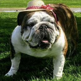 Bulldogs from Tammi Jarvis Bulldogs