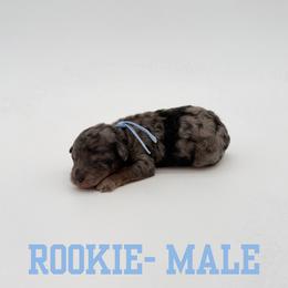 Rookie - Blue merle male Aussiedoodle puppy in West Monroe, Louisiana from Diamond M Poodles and Doodles
