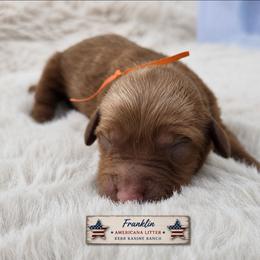 Franklin - Red  male Goldendoodle puppy in Ashton, Idaho from Kerr Kanine Ranch