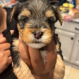 Ciara - Black and tan female Yorkshire Terrier puppy in Beavercreek, Ohio from The Yorkie Den, LLC
