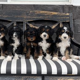 Bernedoodle, Cavalier King Charles Spaniel, and Cavapoo Puppies from Harper Haven Cavaliers & Doodles