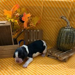 Patch - Black white and tan male English Springer Spaniel puppy in Braidwood, Illinois from A & R Springers