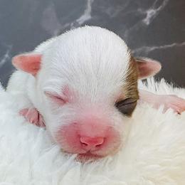 Ryder - Parti male Yorkshire Terrier puppy in Mankato, Minnesota from Tiny and Treasured