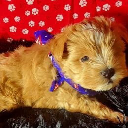 King - Wheaten male Miniature Schnauzer puppy in Texas from Blue Rose's Schnauzers