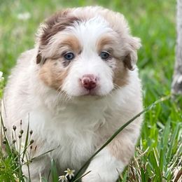 Australian Shepherds from Precision and Focus Ranch