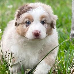 Australian Shepherds from Precision and Focus Ranch