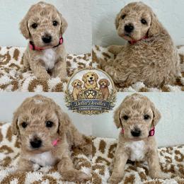Girl 2 - Apricot female Goldendoodle puppy in Sanger, California from Delta Doodless