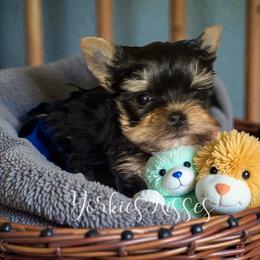 Twinkle - Blue and gold male Yorkshire Terrier puppy in Kendallville, Indiana from Yorkies Kisses