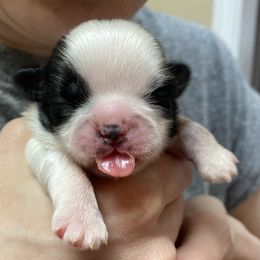 Shih Tzu Puppies from Willow Lane Shih Tzus