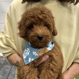 Bernedoodles, Cavapoos, Goldendoodles, and Pomeranians from Petite Posh Puppies