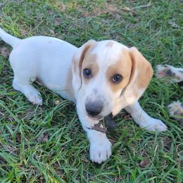 Grim - Piebald male Dachshund puppy in Onalaska, Texas from Weenies on the Lake