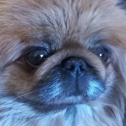 Julie - Pekingese