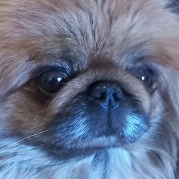 Julie - Pekingese