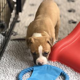 Female C - Red female American Pit Bull Terrier puppy in Pensacola, Florida from Alpha Alliance Kennels