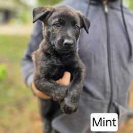 Mint Collar Female - Gold brindle female Dutch Shepherd puppy in Dallas, Georgia from Bluestone Creek Dutch Shepherds