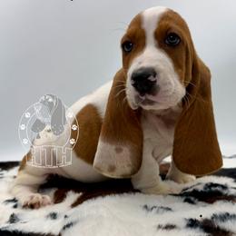 Stripes - Mahogany and white male Basset Hound puppy in Dingess, West Virginia from Tuckers' Howling Hounds