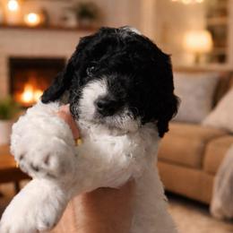 Yellow collar - Black and white male Sheepadoodle puppy in Hudson, Florida from Tampa Sheepadoodles