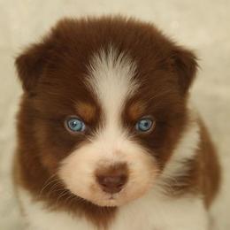 Romans - Red tri-color male Australian Shepherd puppy in Leavenworth, Kansas from Silverbrook Australian Shepherds