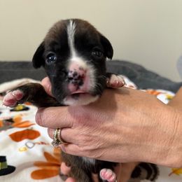 Marcus - Brindle male Boxer puppy in Jamesville, New York from Reynolds Homestead Boxers