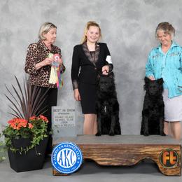 Croatian Sheepdog puppies from Wilsong Kennel