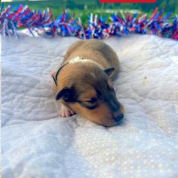 Smore - Sable female Collie puppy in Waterville, Iowa from Lisa’s Lassies
