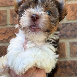 Zack - Chocolate, tan and white male Yorkshire Terrier puppy in Georgia from Berggipfel Yorkies