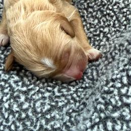 Yellow collar wrigley - Caramel cream female Australian Labradoodle puppy in Fontana, California from Grammy's Puppy Love doodles and poodles