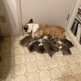 Pembroke Welsh Corgi Puppies from Bluebonnet TLC Kennels