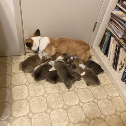 Pembroke Welsh Corgi Puppies from Bluebonnet TLC Kennels
