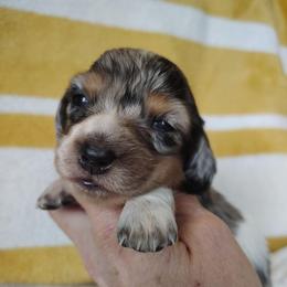 Girl 1 - Dapple female Dachshund puppy in Clayton, Indiana from Love Struck Miniature Dachshunds
