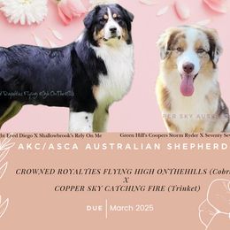 Australian Shepherd puppies from Copper Sky Aussies & Mini American Shepherds