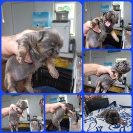 Girl 1 - Blue female Shih Tzu puppy in Houston, Texas from Shih Tzu Houston