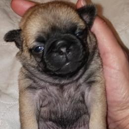 Boy 2  DANCER - Fawn male Pug puppy in Gadsden, Alabama from Carla's Pugs