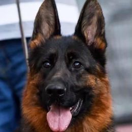 Fanta - German Shepherd