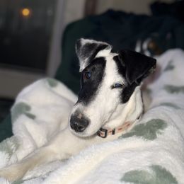 Lilith - Smooth Fox Terrier