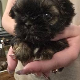 Boy 2 - Red male Shih Tzu puppy in Norris City, Illinois from Dainty and Darling Shih Tzu