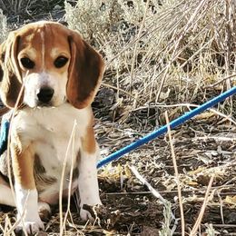 Marcie - Beagle