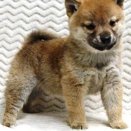 Shiba Inu Puppies from Prairie Shibas