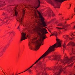 Poodle Puppies from Royal Dixie Poodles