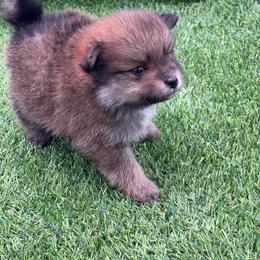 Nugget 1550 CKC - Chocolate parti male Pomeranian puppy in Douglas, Georgia from Heartland small breeds