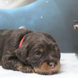 Red collar  Tango - Chocolate male Australian Labradoodle puppy in Provo, Utah from EllsWORTH Labradoodles LLC