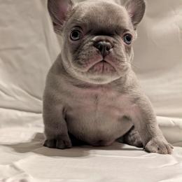 Pugsley - White male French Bulldog puppy in Asheville, North Carolina from MTO KENNELS